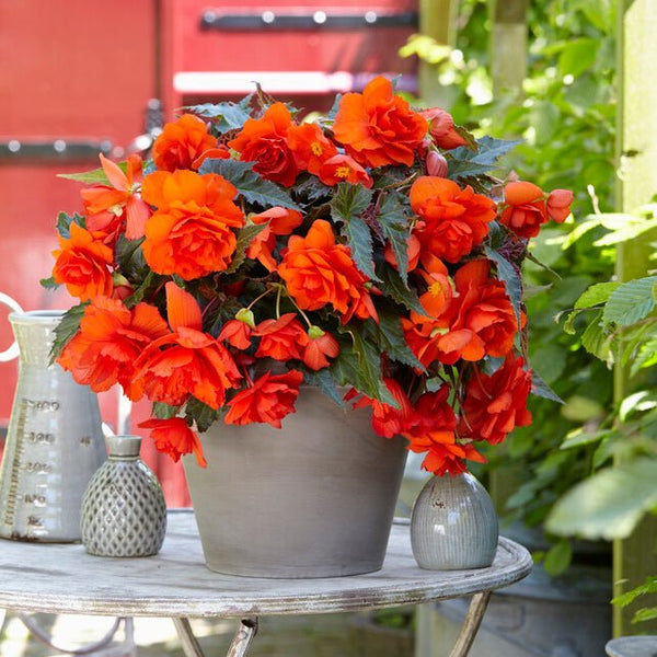 Buy Begonia 'Illumination Orange' tubers