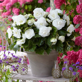 Begonia Non - Stop White - Begonias - Fluwel