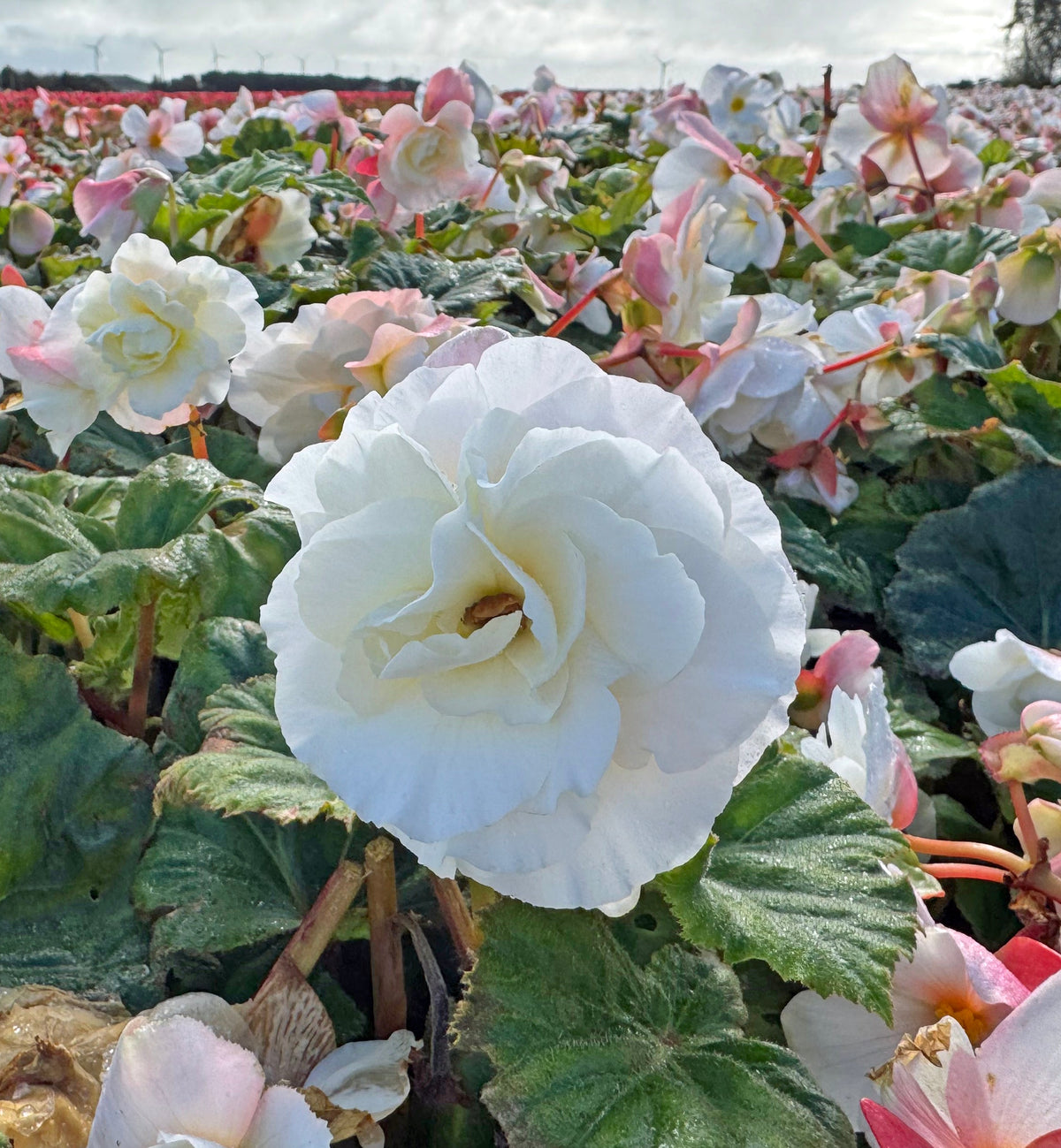 Begonia Non-Stop White - witte begonia - Fluwel
