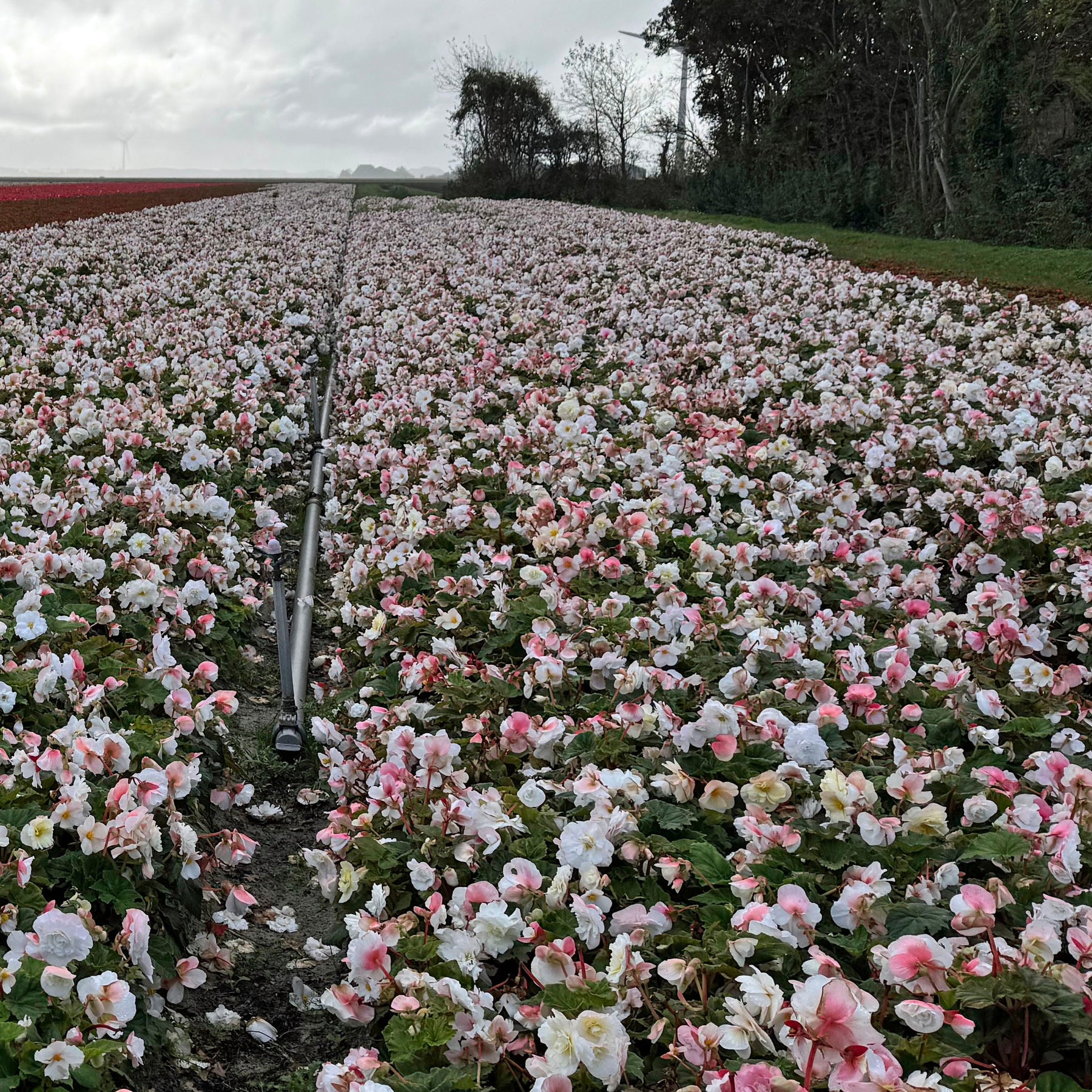 Begonia Non - Stop White - Begonias - Fluwel