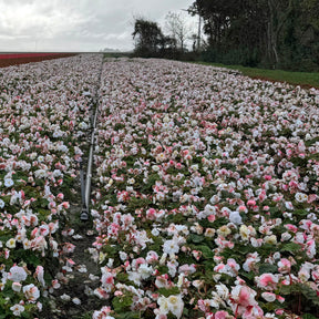 Begonia Non - Stop White - Begonias - Fluwel