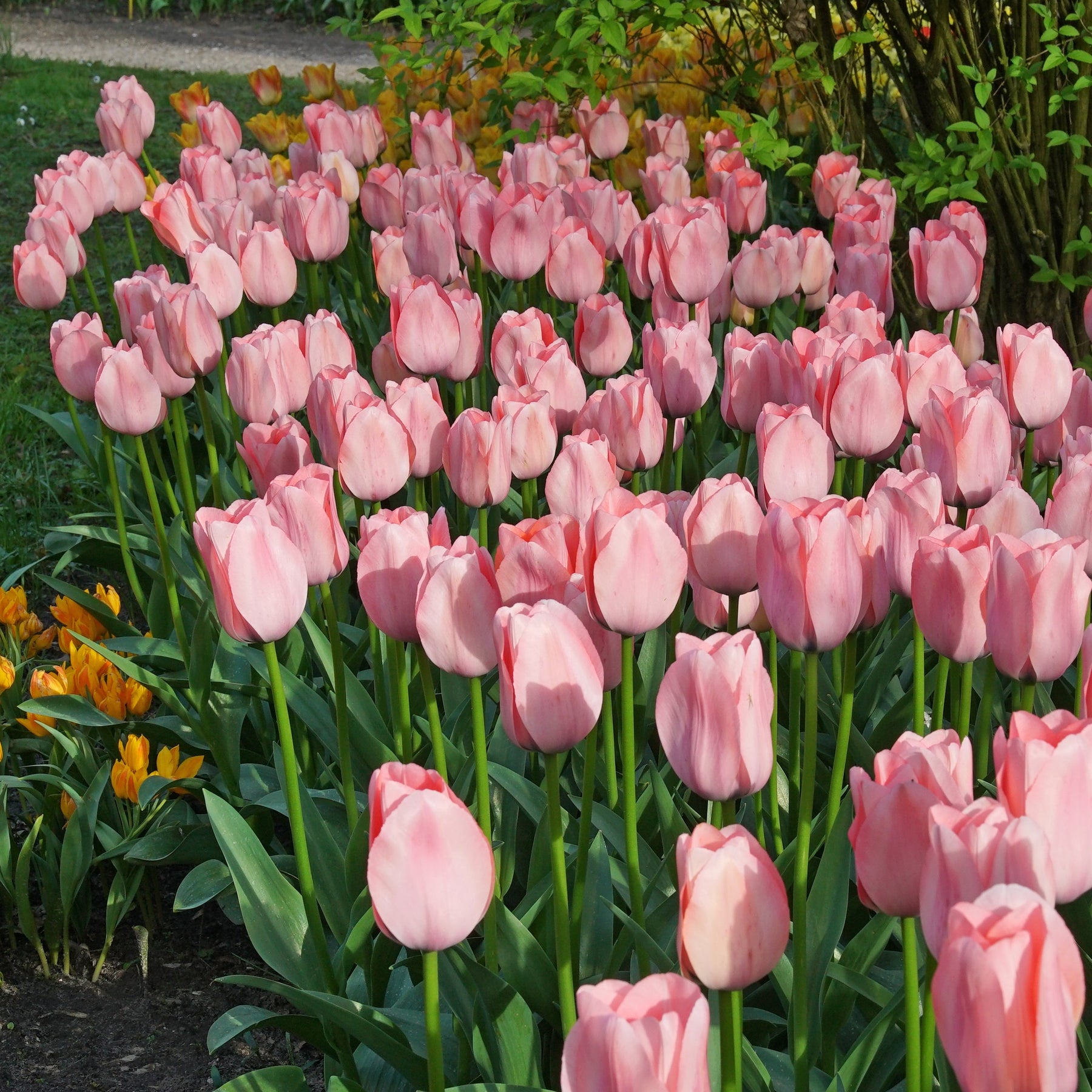 Bella Blush - Tulips - Fluwel