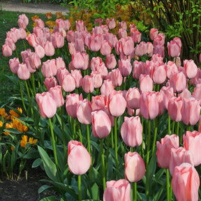 Bella Blush - Tulips - Fluwel