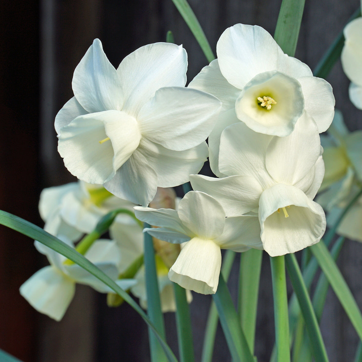 Belleza - witte Triandrus narcis - Fluwel