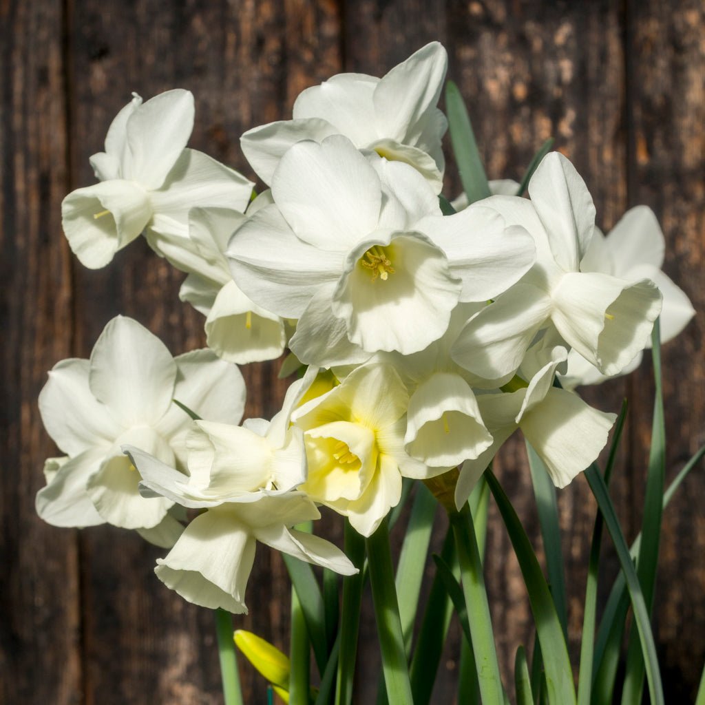 Belleza - witte Triandrus narcis - Fluwel