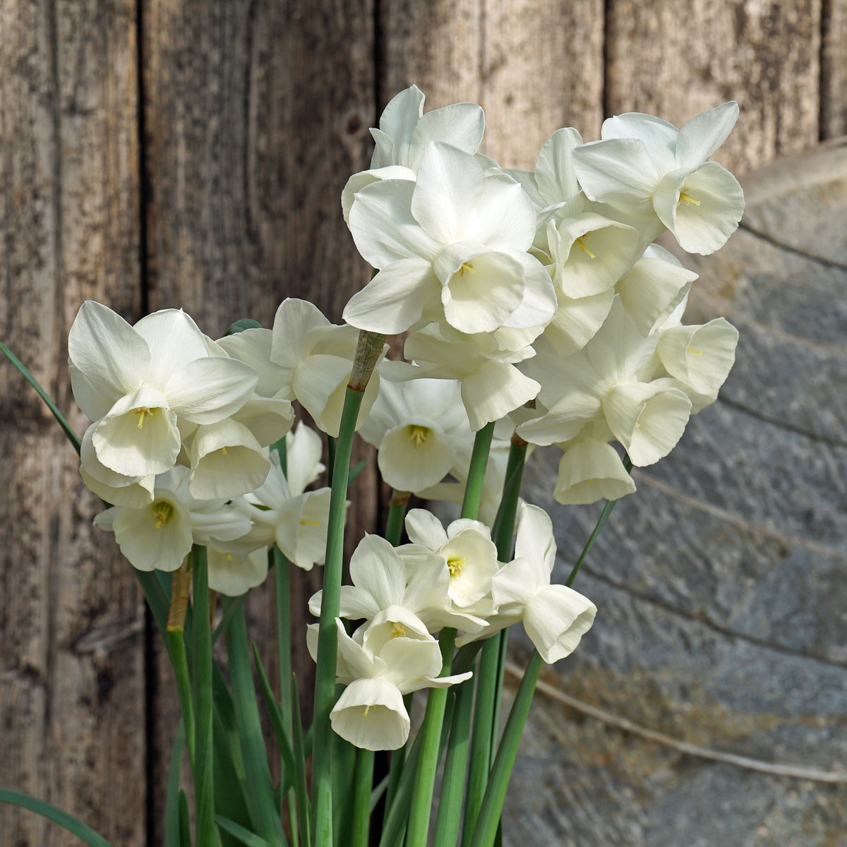 Belleza - witte Triandrus narcis - Fluwel