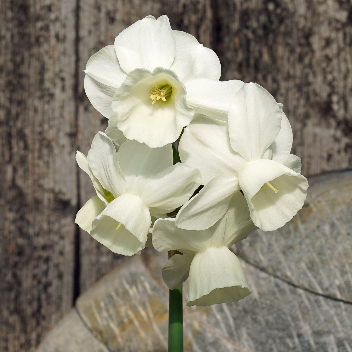 Belleza - witte Triandrus narcis - Fluwel