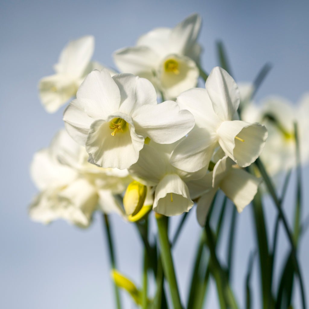 Belleza - witte Triandrus narcis - Fluwel