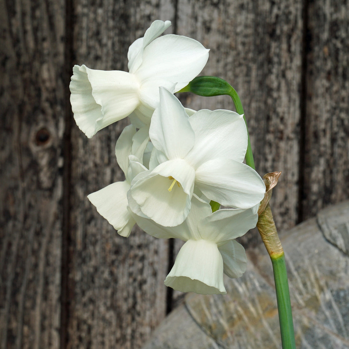 Belleza - witte Triandrus narcis - Fluwel