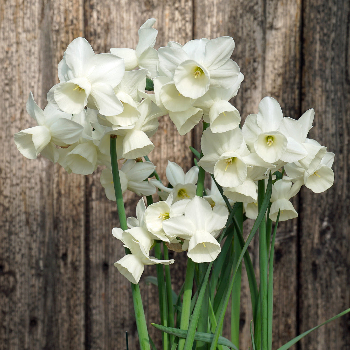 Belleza - witte Triandrus narcis - Fluwel