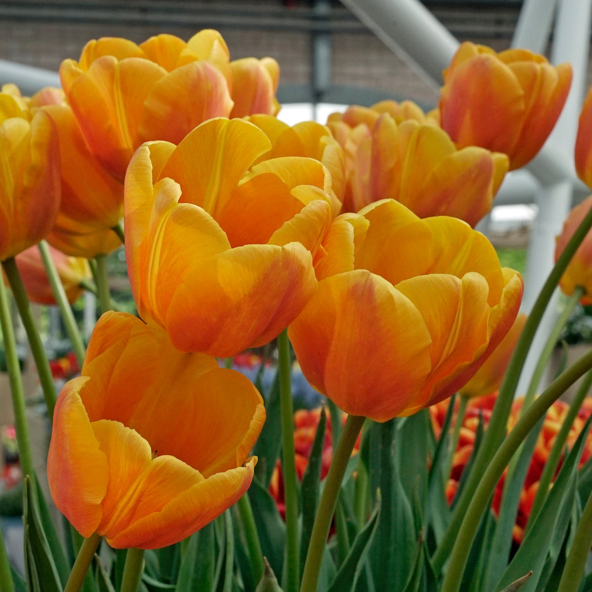 Bellville - Tulips - Fluwel