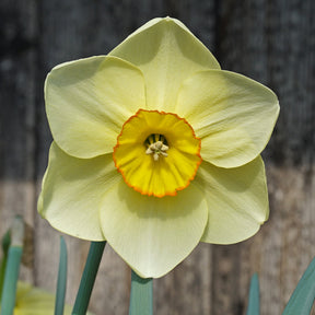 Best Friend - Special Narcissus - Fluwel