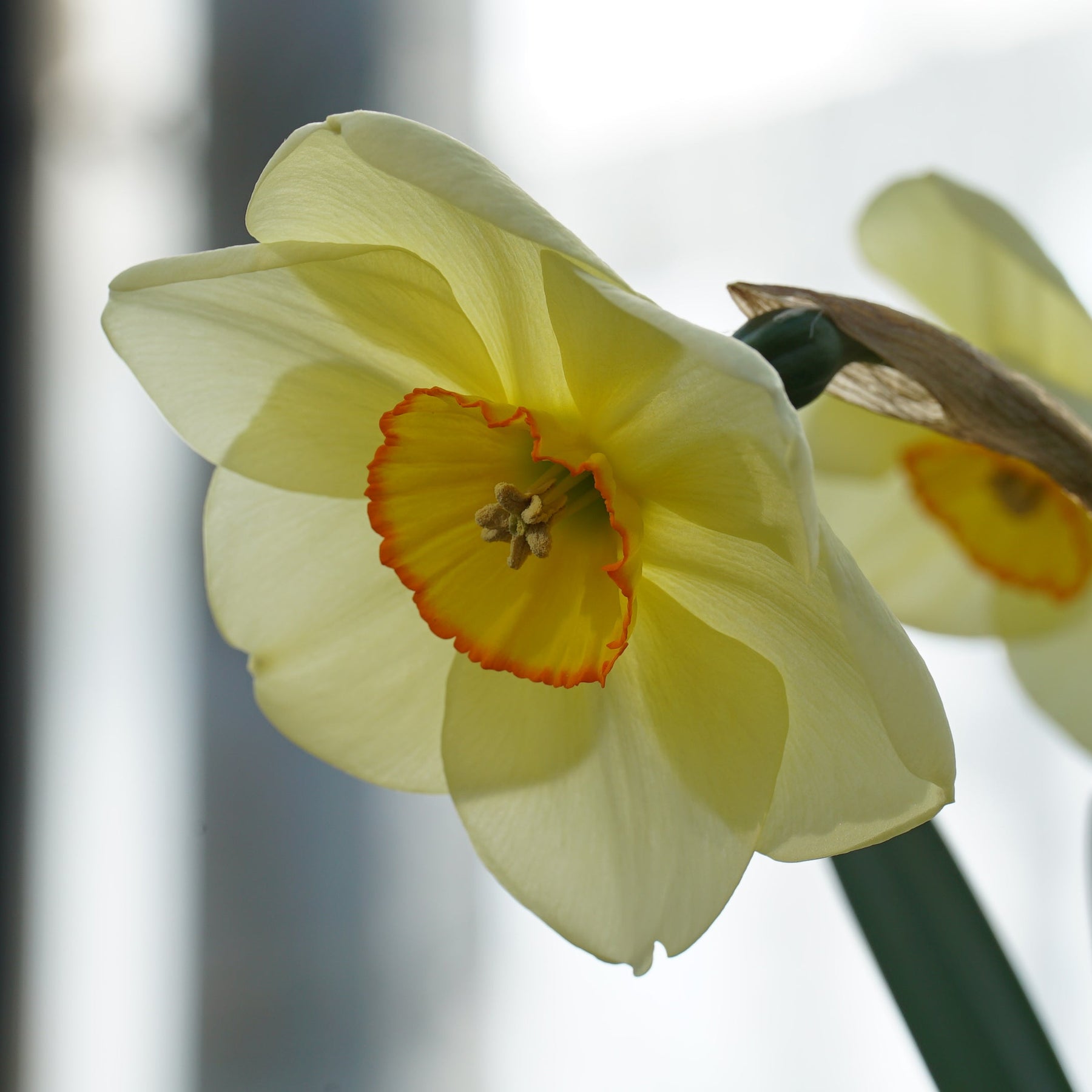Best Friend - Special Narcissus - Fluwel