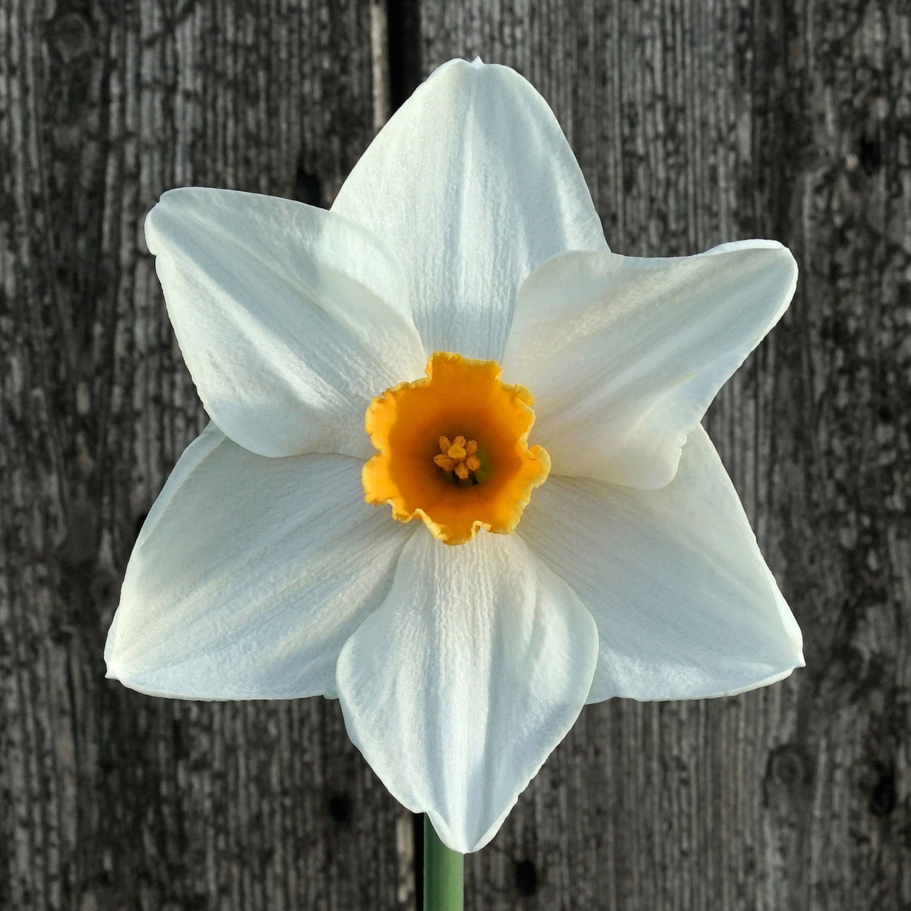 Bestie - Special Narcissus - Fluwel