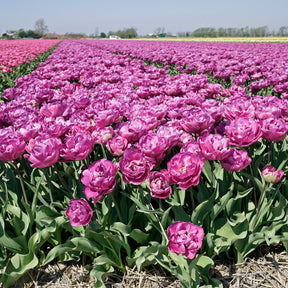 Blue Diamond - Tulips - Fluwel