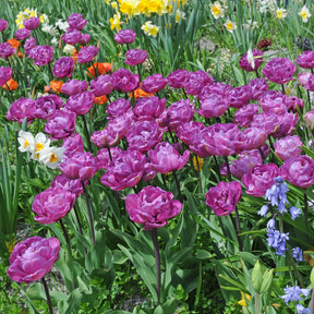 Blue Diamond - Tulips - Fluwel