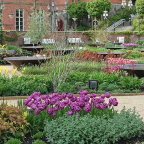 Blue Diamond - Tulips - Fluwel