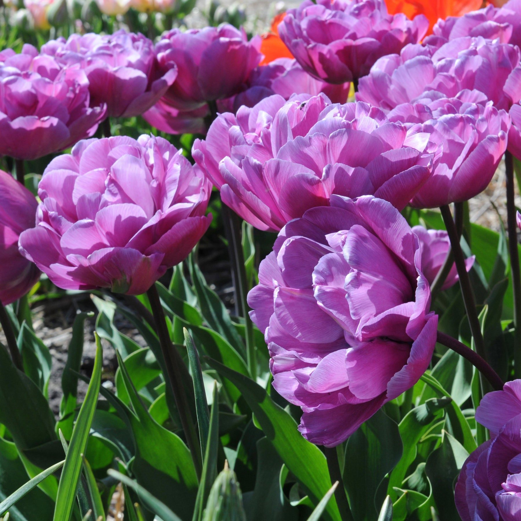 Blue Diamond - Tulips - Fluwel