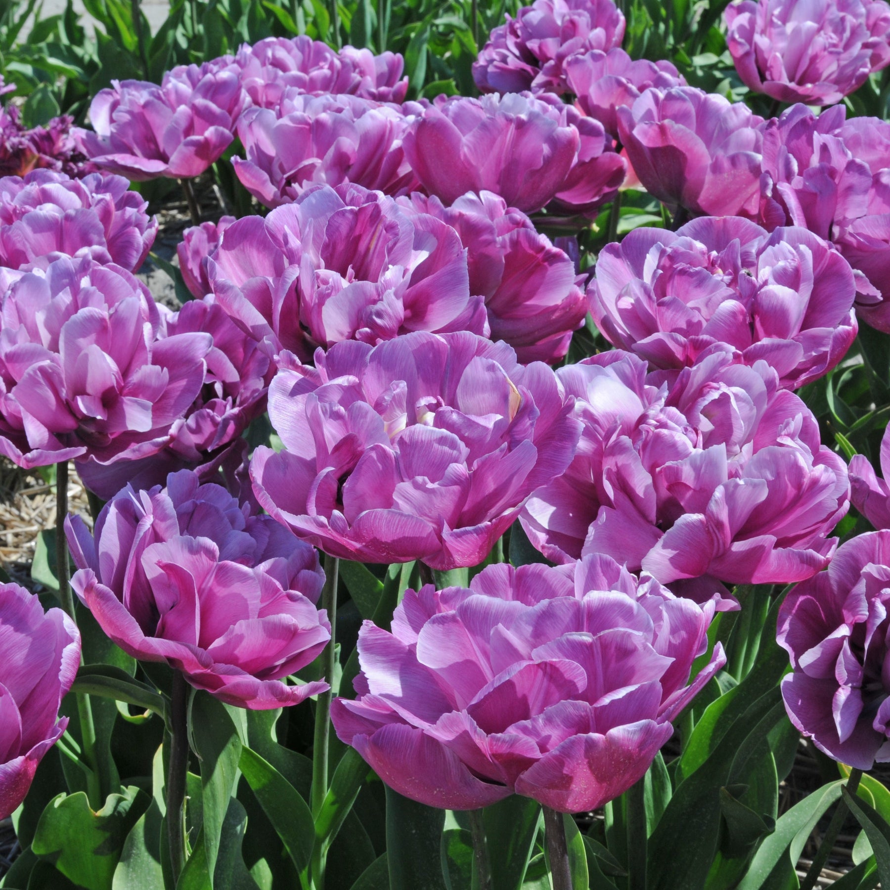 Blue Diamond - Tulips - Fluwel