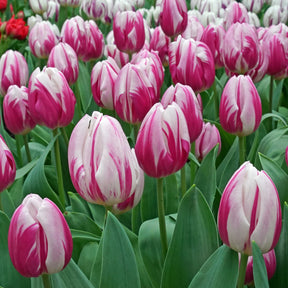 Bojangles - Tulips - Fluwel