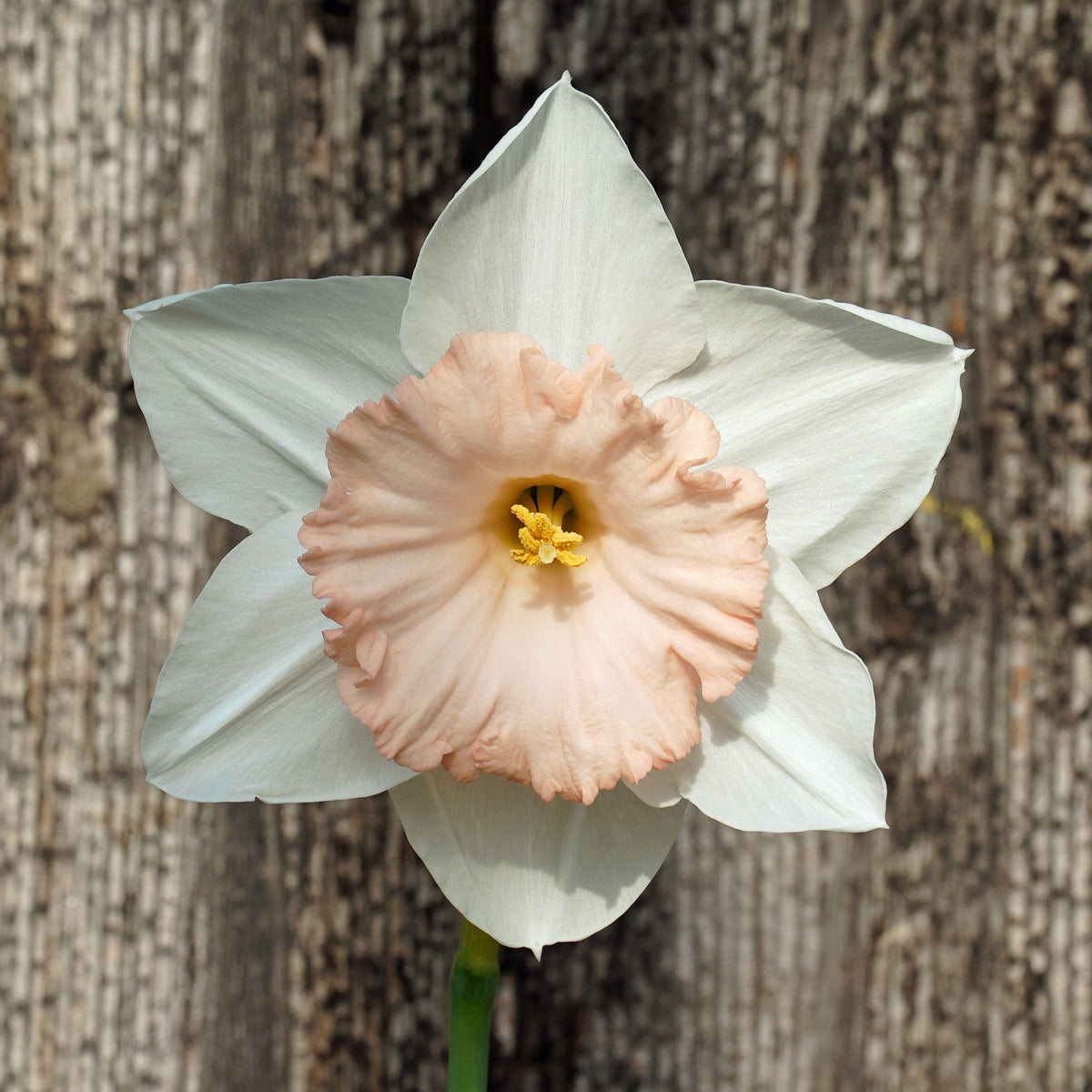 Bold Pink - Large-cupped narcis - Fluwel