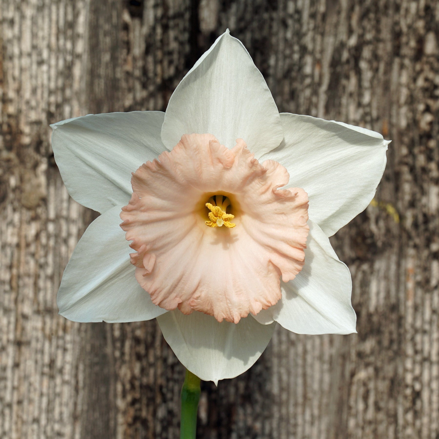 Bold Pink - Special Narcissus - Fluwel