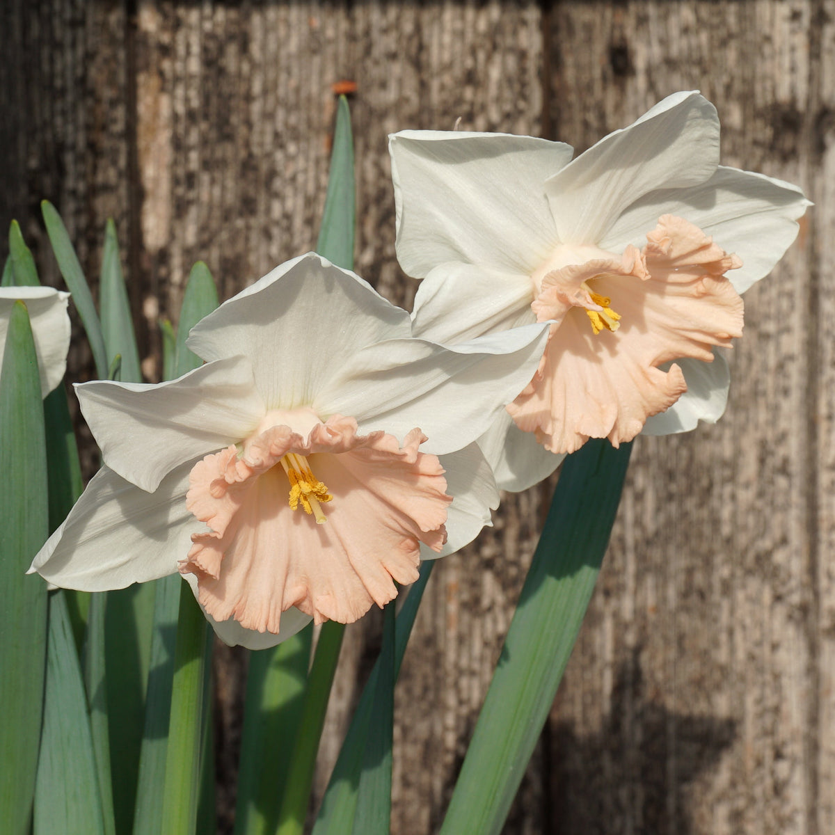 Bold Pink - Large-cupped narcis - Fluwel