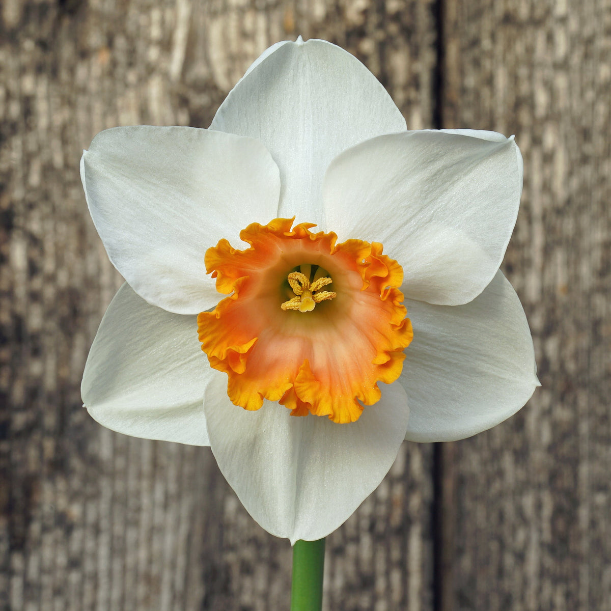 Bologna - Special Narcissus - Fluwel