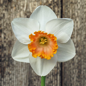 Bologna - Special Narcissus - Fluwel