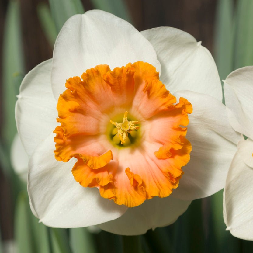 Bologna - Large-cupped narcis - Fluwel