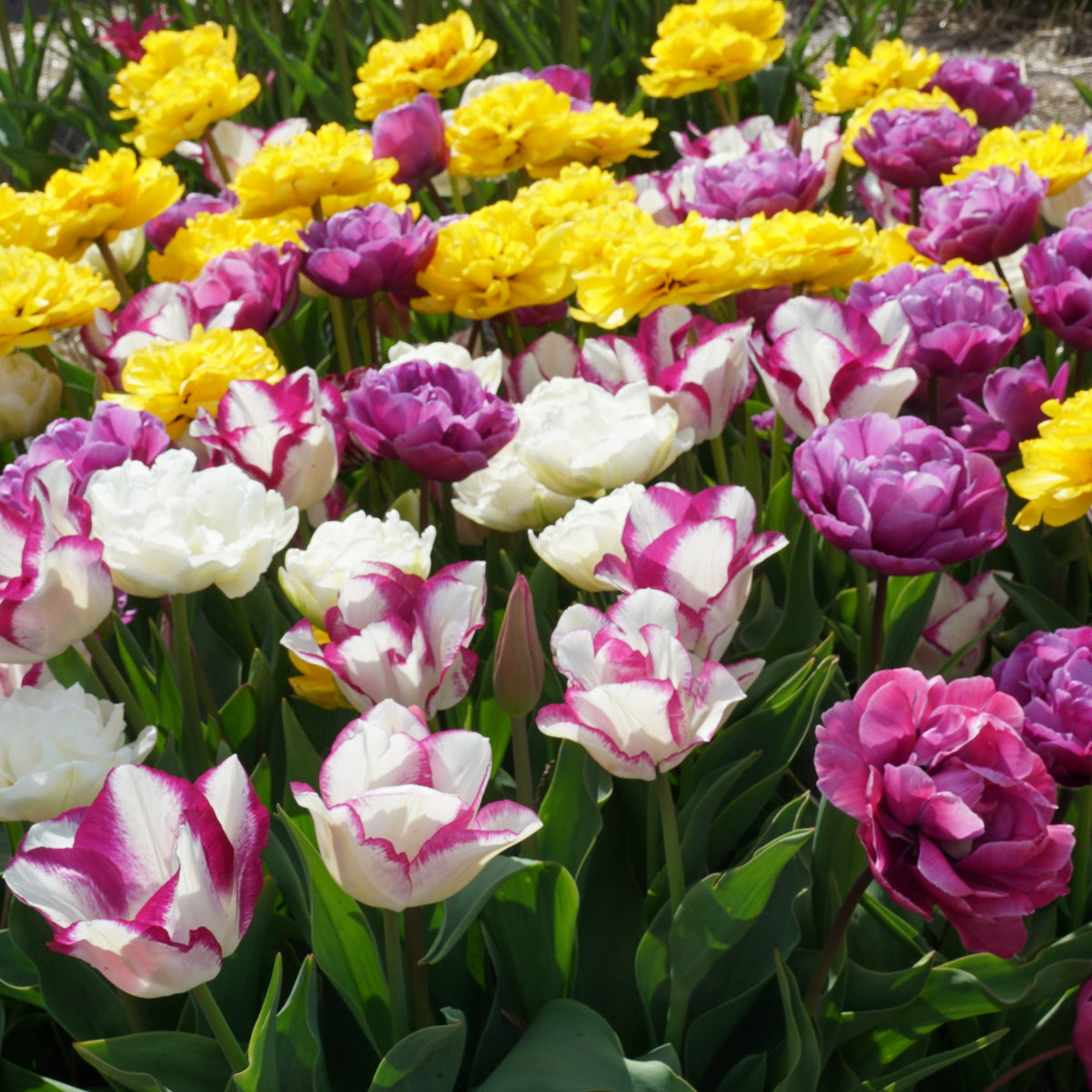 Bouquet Beaucoup® - Mixes - Fluwel