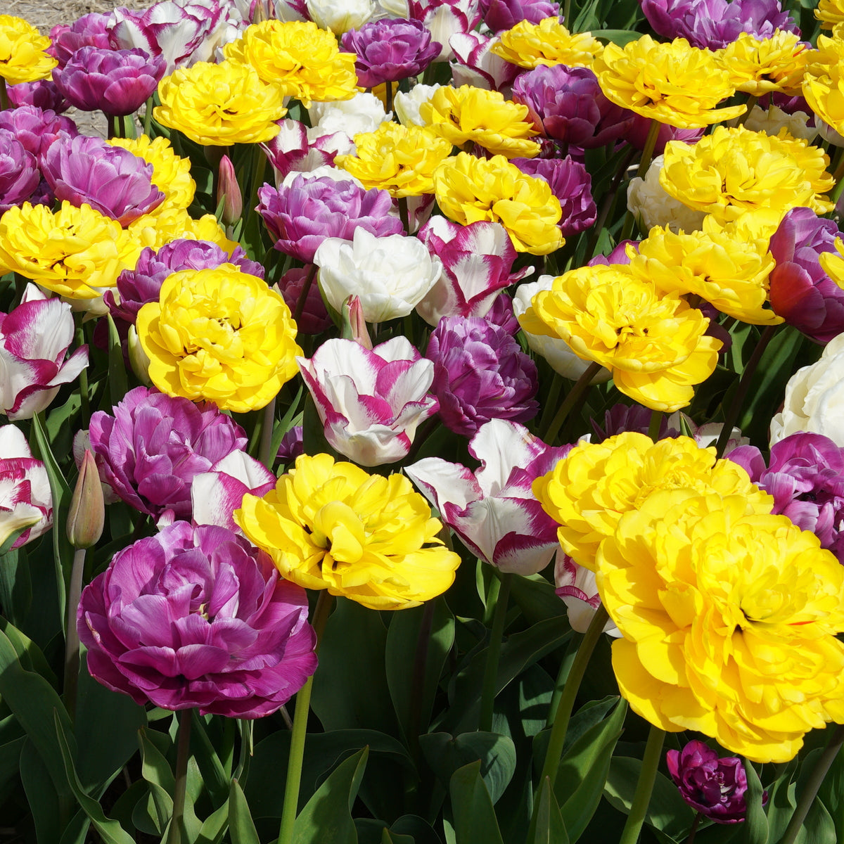 Bouquet Beaucoup® - Mixes - Fluwel