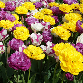 Bouquet Beaucoup® - Mixes - Fluwel