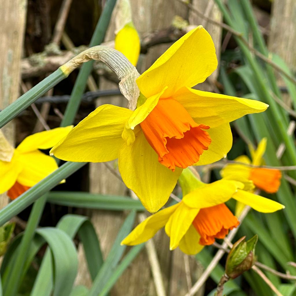 Brackenhurst - Narcissus - Fluwel