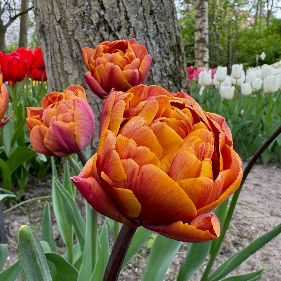 Brazil - Tulips - Fluwel