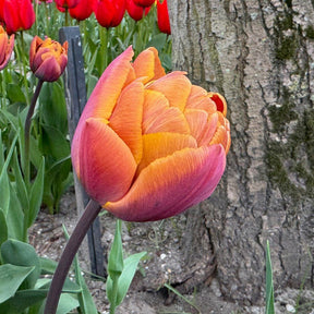 Brazil - Tulips - Fluwel