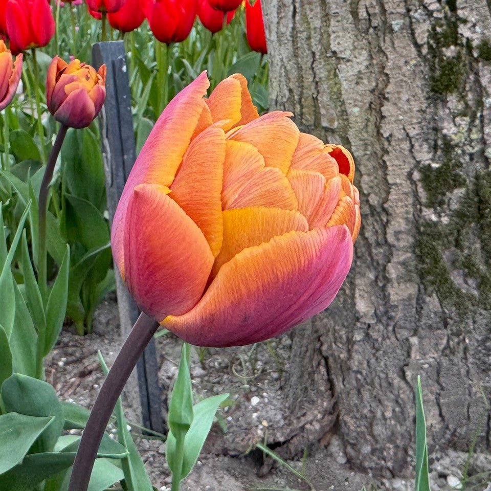 Brazil - Tulips - Fluwel