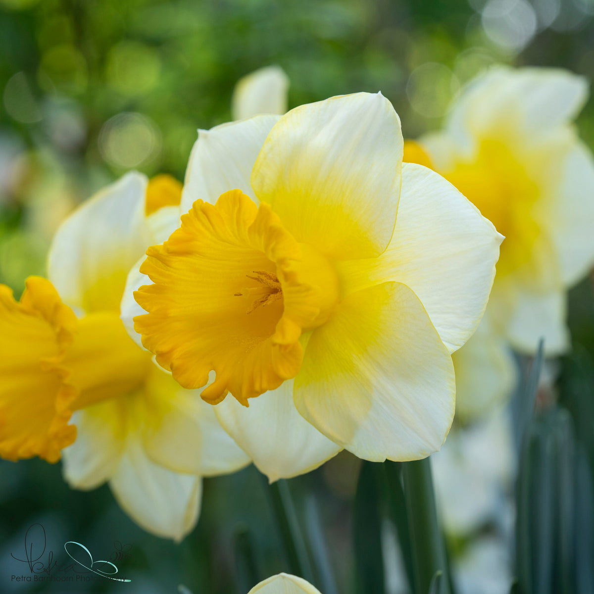 Breath of Spring - Narcissus - Fluwel