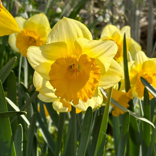 Buy Daffodil 'Breath of Spring' bulbs | Fluwel