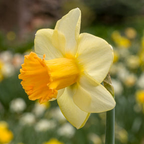 Bronzewing - Special Narcissus - Fluwel