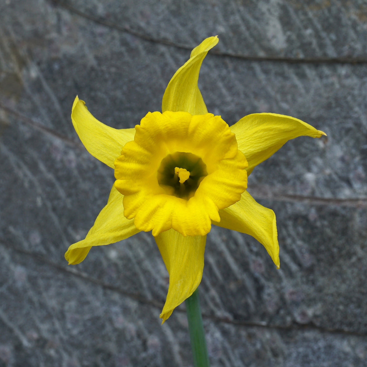 bujei Sierra de Cobra - gele Species narcis - Fluwel