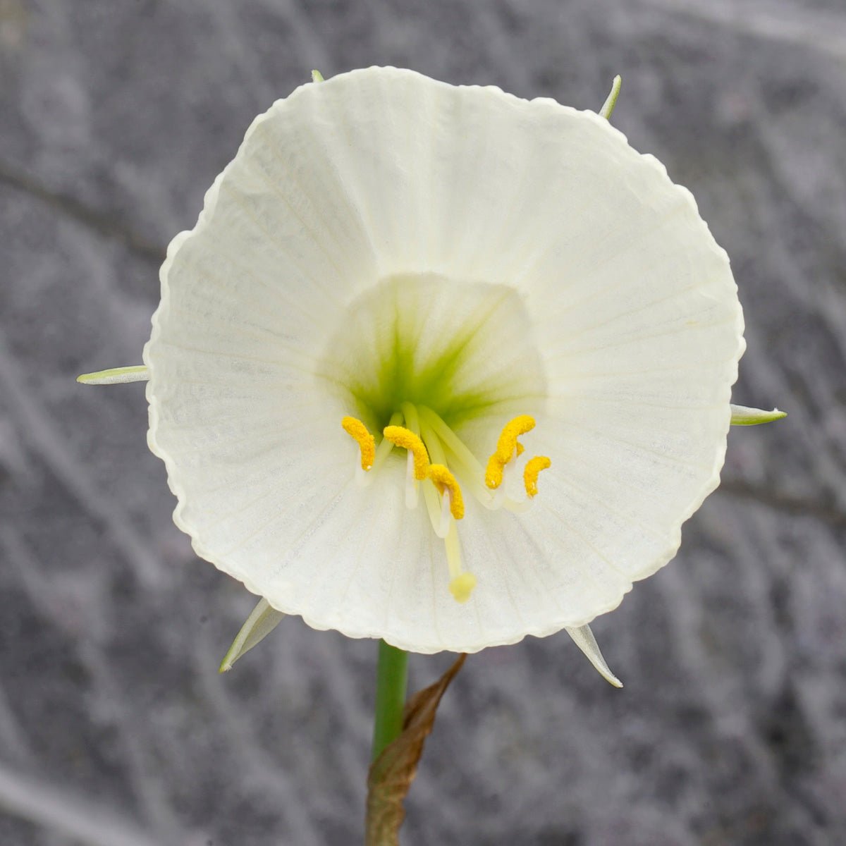 bulbocodium Ballroom Belle - witte Bulbocodium Hoop Petticoat narcis - Fluwel