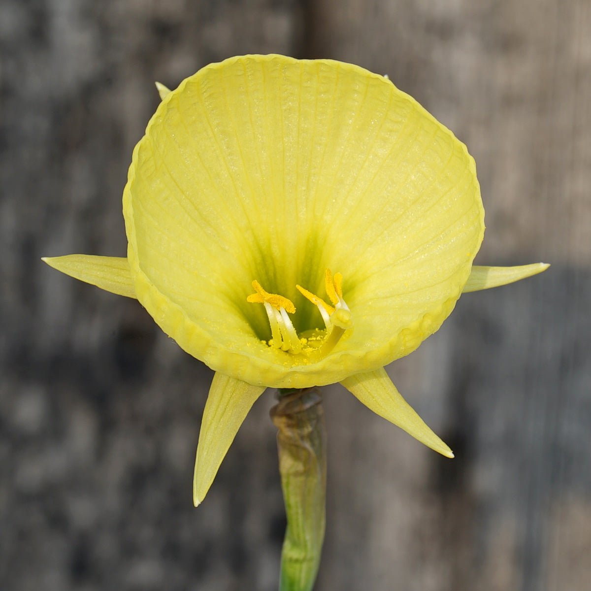 bulbocodium Capella Gold - Special Narcissus - Fluwel