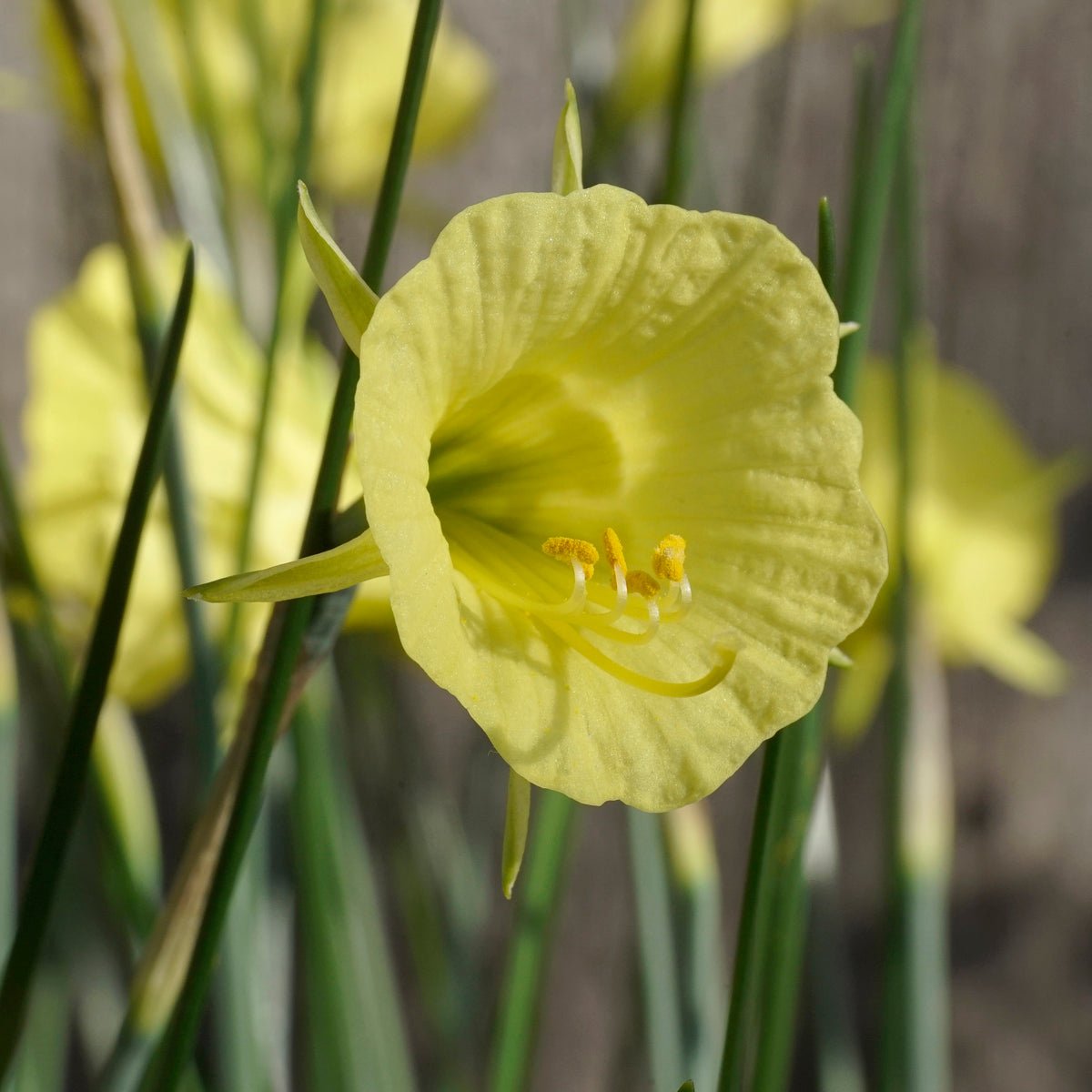 bulbocodium China Jewel - gele Bulbocodium Hoop Petticoat narcis - Fluwel