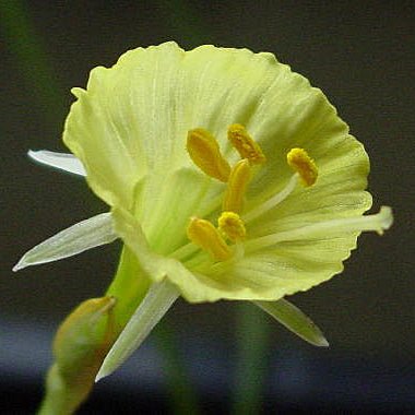 bulbocodium Mitimoto - Special Narcissus - Fluwel