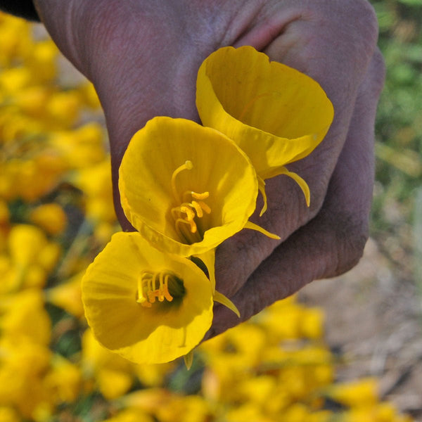 Flower×FlowerInBigPyramidオルゴナイト☆彡.。 bulbocodium-oxford-gold-