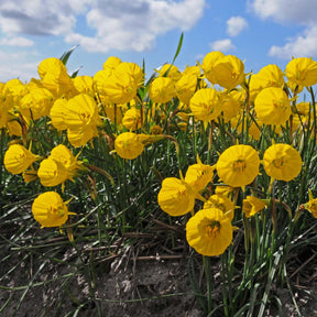 bulbocodium Oxford Gold - Narcissus - Fluwel