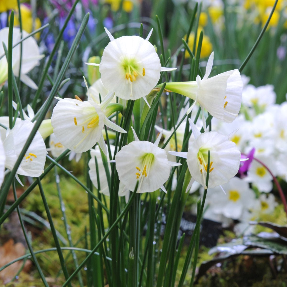 bulbocodium Spoirot - Special Narcissus - Fluwel