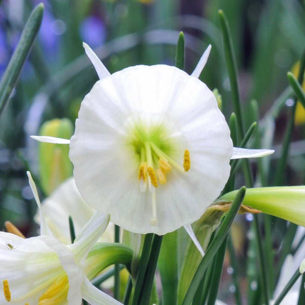 bulbocodium Spoirot - Special Narcissus - Fluwel