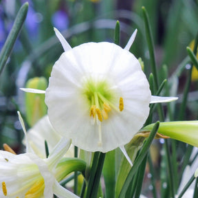 bulbocodium Spoirot - Special Narcissus - Fluwel